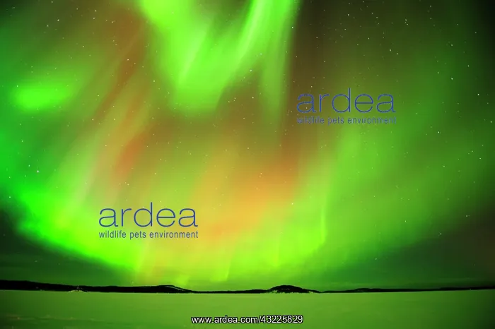 : Polar lights, Aurora borealis, above the frozen : Polar lights, Aurora borealis, above the frozen