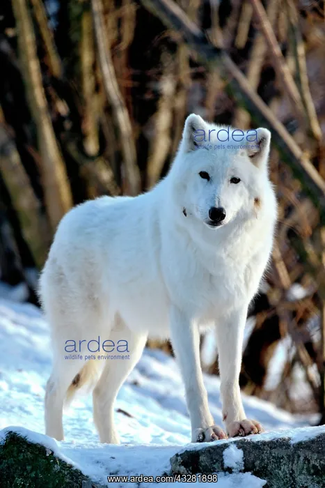  : Polar wolf (Canis lupus arctos), standing in the