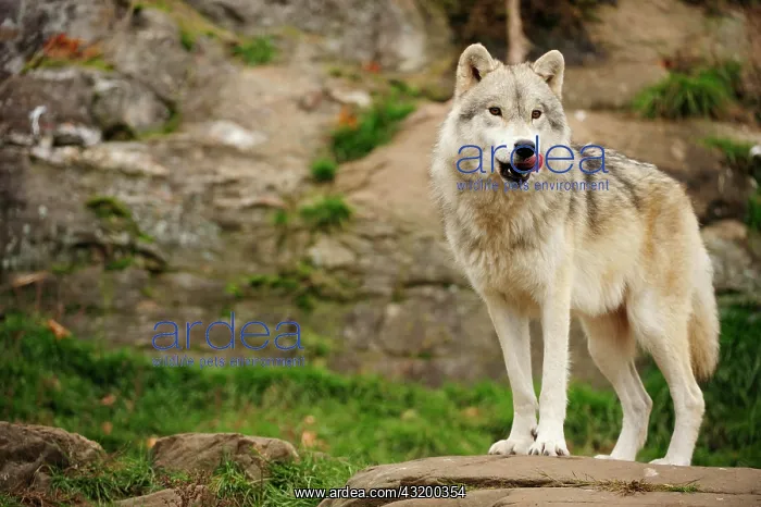 : Polar Wolf, White Wolf or Arctic Wolf (Canis lupus : Polar Wolf, White Wolf or Arctic Wolf (Canis lupus