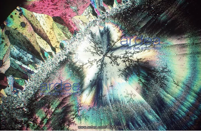 : POLARISED LIGHT - Alpha-bromcamphor : POLARISED LIGHT - Alpha-bromcamphor