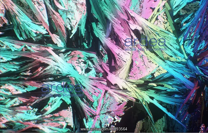 : POLARISED LIGHT - Paranitrobenzyl chloride, x5 magnification : POLARISED LIGHT - Paranitrobenzyl chloride, x5 magnification
