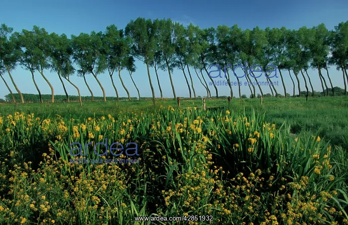 : Polder landscape with poplars and yellow flag / yellow iris : Polder landscape with poplars and yellow flag / yellow iris