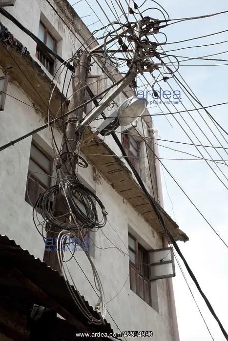 : Pole with mass tangled mains electricity cables : Pole with mass tangled mains electricity cables