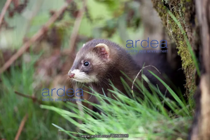  : Polecat (Mustela putorius)