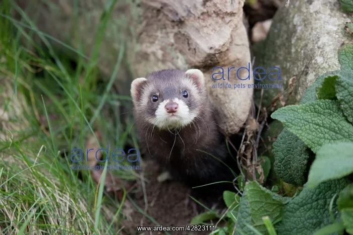  : Polecat (Mustela putorius). UK