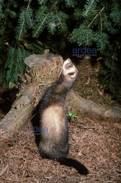  : Polecat (Putorius putorius)