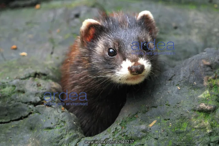  : Polecat (Mustela putorius). Germany