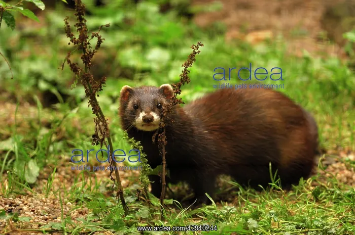  : Polecat (Mustela putorius). Germany