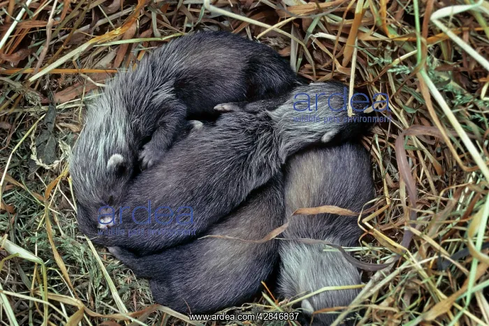  : Polecat - babies in hay nest