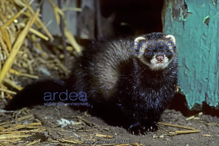 : Polecat - in barn : Polecat - in barn