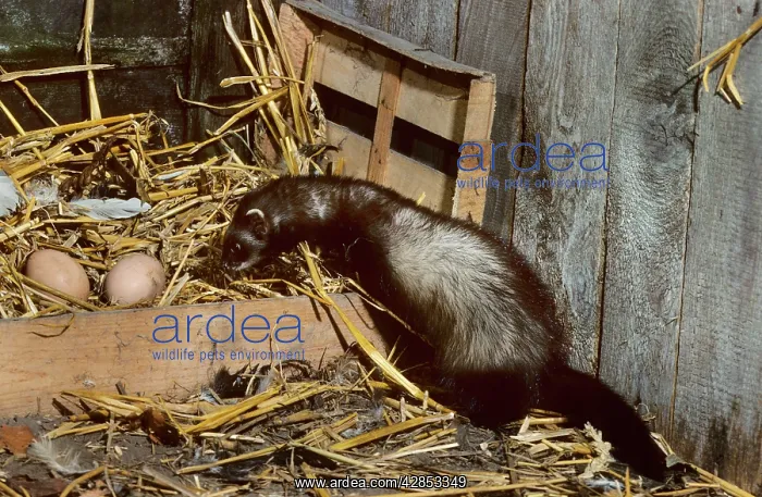 : Polecat in barn with chicken eggs : Polecat in barn with chicken eggs