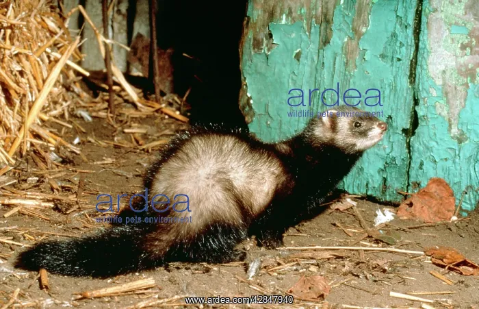 : POLECAT - at barn door : POLECAT - at barn door
