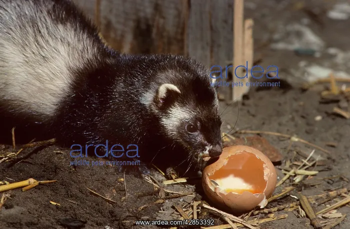 : Polecat in barn eating chicken egg : Polecat in barn eating chicken egg