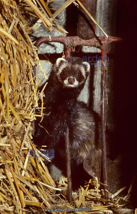 : Polecat in barn by long pitchfork : Polecat in barn by long pitchfork