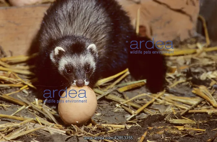 : Polecat in barn stealing chicken egg : Polecat in barn stealing chicken egg
