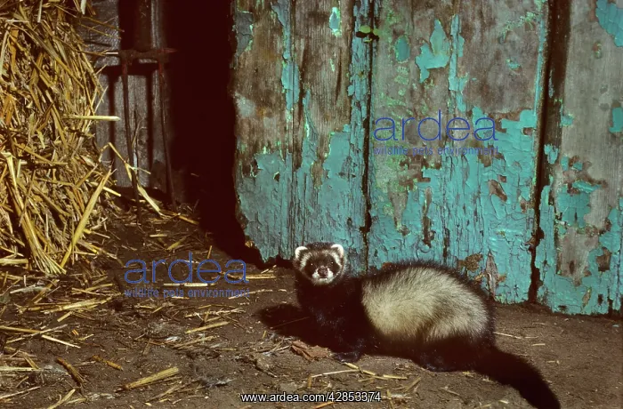: Polecat in barn with straw : Polecat in barn with straw