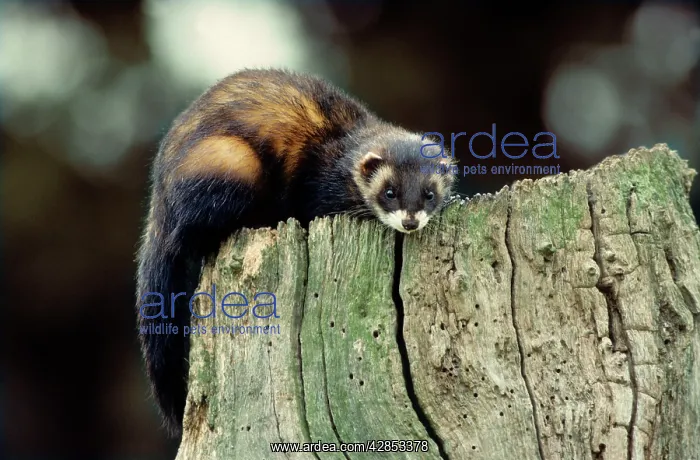 : Polecat on a hollow tree : Polecat on a hollow tree