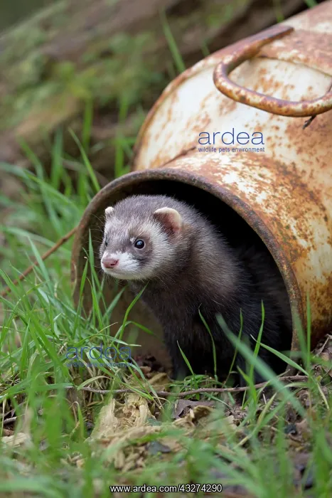 : Polecat - in old bucket (controlled conditions) : Polecat - in old bucket (controlled conditions)