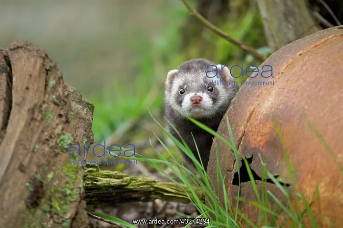 : Polecat - in old bucket (controlled conditions) : Polecat - in old bucket (controlled conditions)