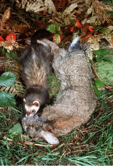 : POLECAT - with rabbit kill : POLECAT - with rabbit kill