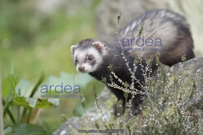  : Polecat - Scotland - UK