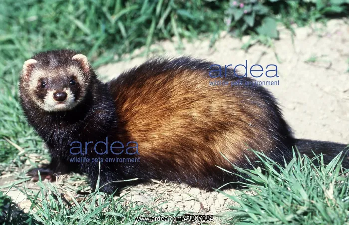 : POLECAT - sideview : POLECAT - sideview
