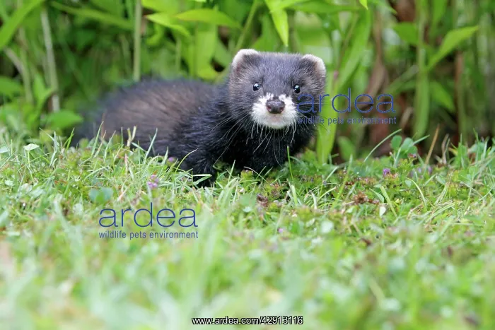 : Polecat - young animal