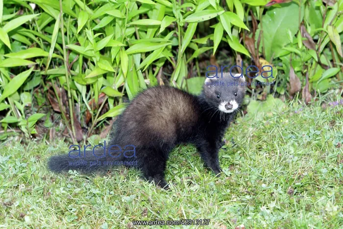 : Polecat - young animal : Polecat - young animal