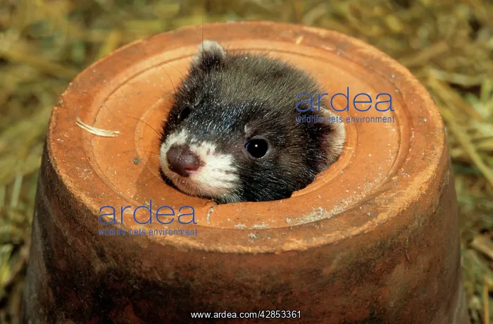: Polecat - Young in a flowerpot : Polecat - Young in a flowerpot