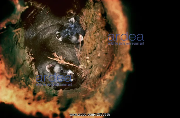 : Polecat two young ones in a hollow tree : Polecat two young ones in a hollow tree