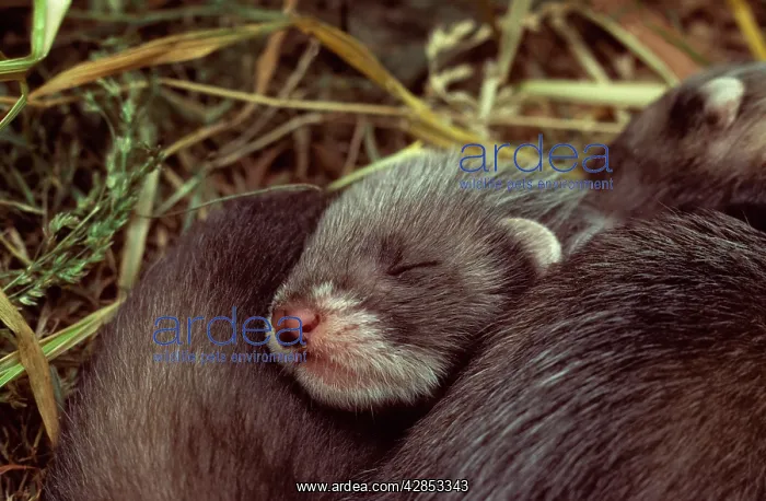 : Polecat - Young ones in nest sleeping : Polecat - Young ones in nest sleeping