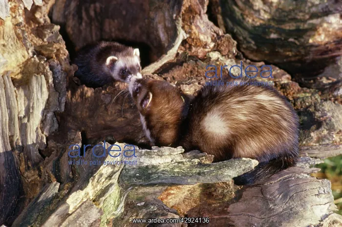 : Polecats - greeting at mouth of den : Polecats - greeting at mouth of den