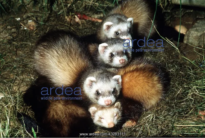 : POLECATS - x four, babies in line : POLECATS - x four, babies in line