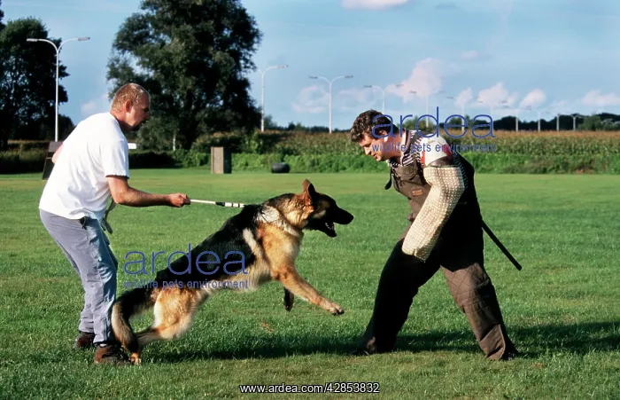 : Police dog training with Alsatian - stopping a : Police dog training with Alsatian - stopping a