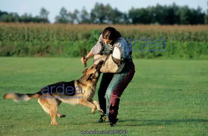 : Police dog training with Alsatian - stopping a : Police dog training with Alsatian - stopping a