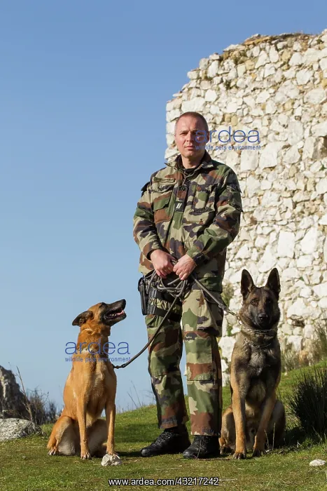 : Policeman and dog specialized in track and defense : Policeman and dog specialized in track and defense