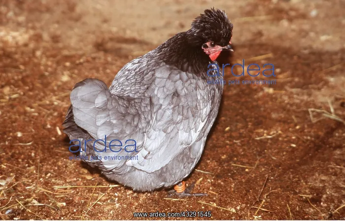 : POLISH CHICKEN : POLISH CHICKEN