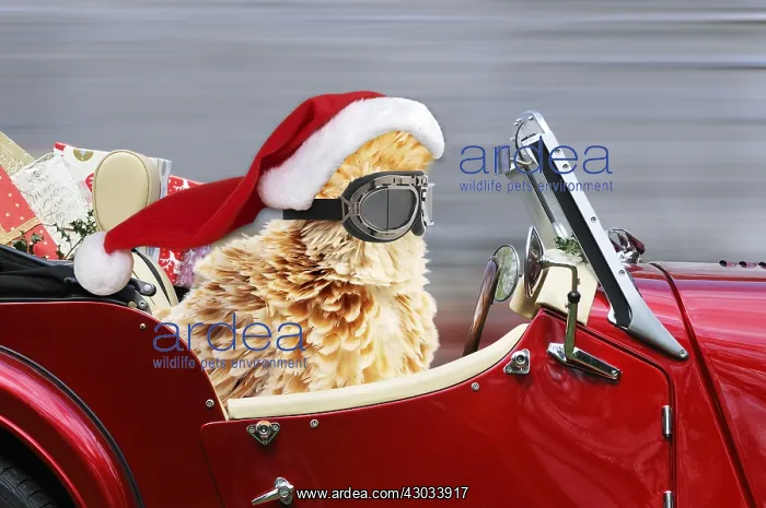  : Polish Frizzle Chicken wearing Father Christmas
