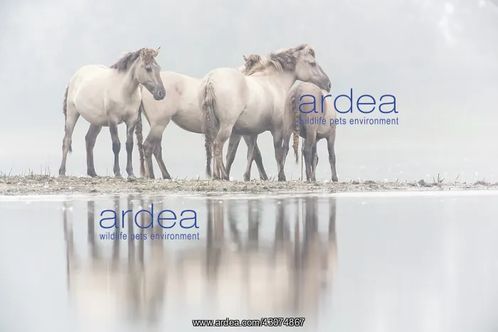 : Polish Konik : Polish Konik