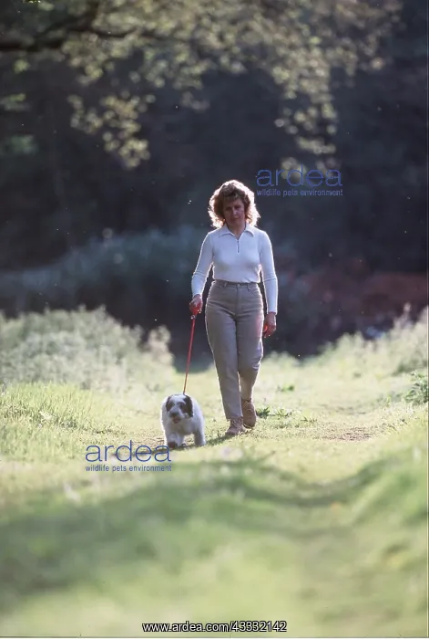 : POLISH LOWLAND DOG - puppy on lead being walked by woman : POLISH LOWLAND DOG - puppy on lead being walked by woman