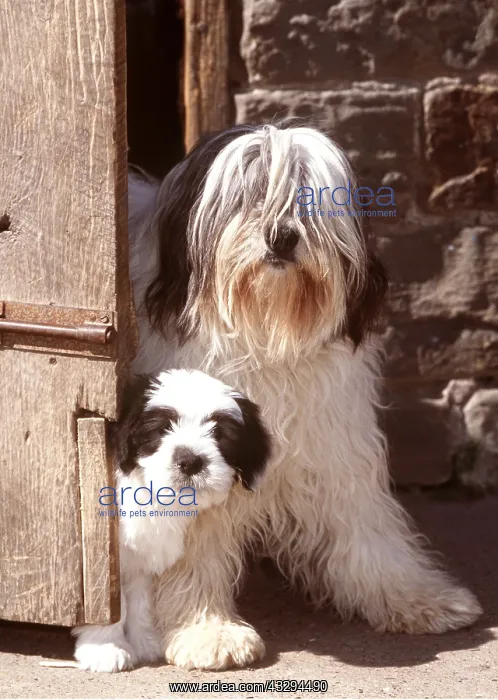 : Polish Lowland Sheep DOG - with puppy, by door : Polish Lowland Sheep DOG - with puppy, by door
