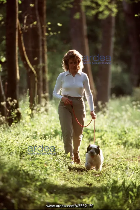 : Polish Lowland Sheep DOG - puppy being walked by owner : Polish Lowland Sheep DOG - puppy being walked by owner