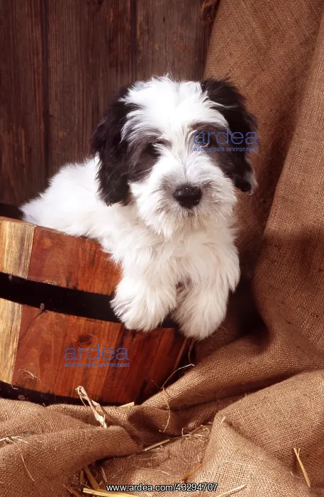 : Polish Lowland Sheep DOG - puppy in wooden bucket : Polish Lowland Sheep DOG - puppy in wooden bucket
