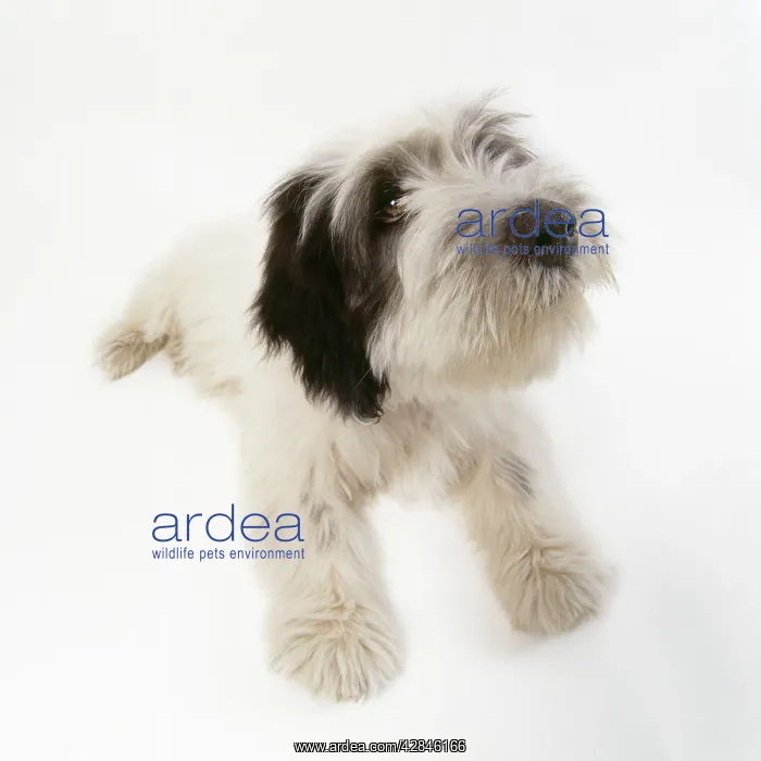  : POLISH LOWLAND SHEEPDOG