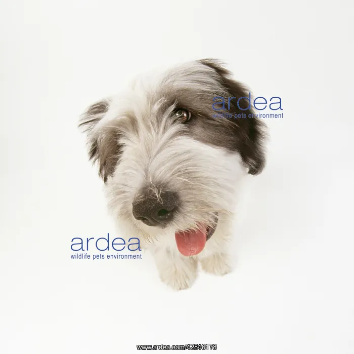  : POLISH LOWLAND SHEEPDOG
