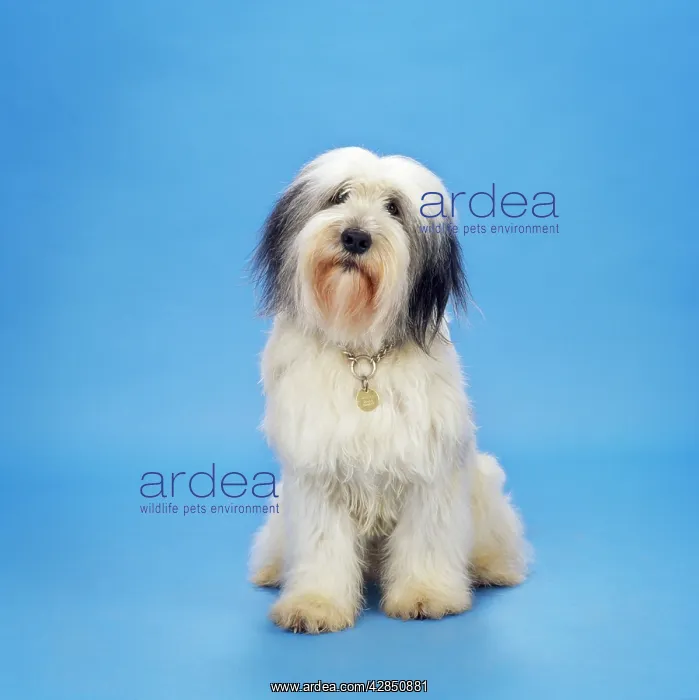  : Polish Lowland Sheepdog