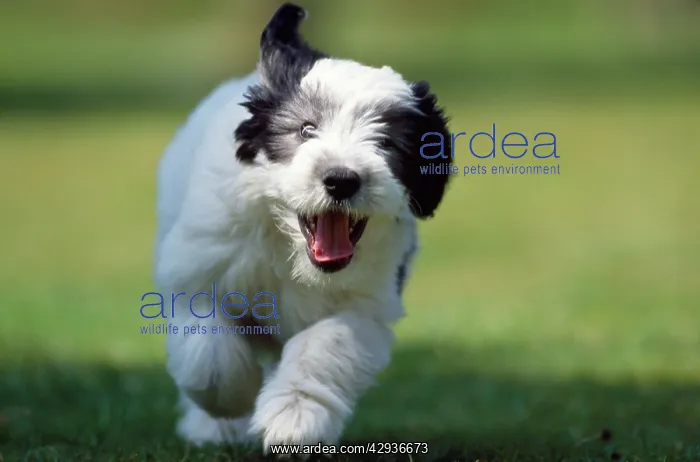 : Polish Lowland Sheepdog : Polish Lowland Sheepdog