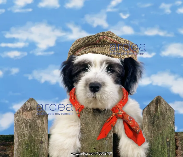 : Polish Lowland Sheepdog : Polish Lowland Sheepdog