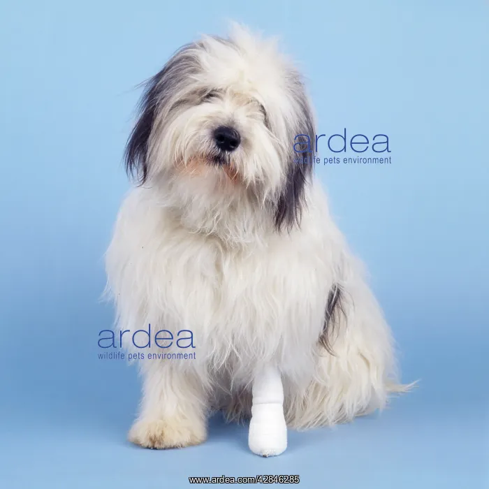 : Polish Lowland Sheepdog - with bandaged leg : Polish Lowland Sheepdog - with bandaged leg