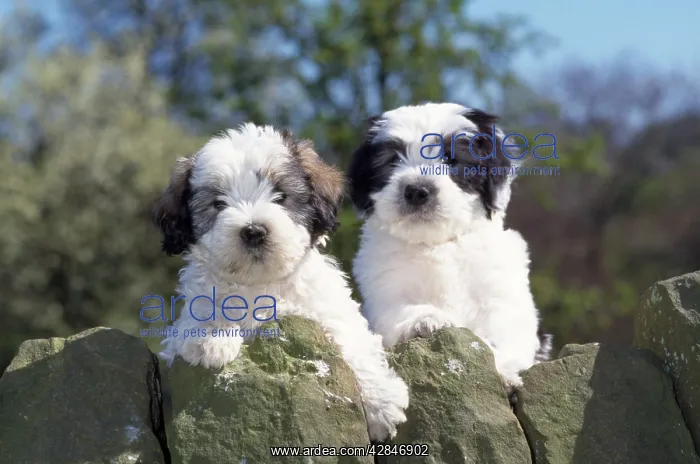  : Polish Lowland Sheepdog - puppies